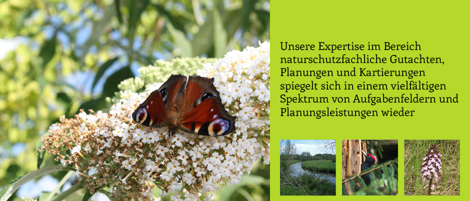 Unsere Expertise im Bereich naturschutzfachliche Gutachten, Planungen und Kartierungen spiegelt sich in einem vielf&Atilde;&curren;ltigen Spektrum von Aufgabenfeldern und Plaungsleistungen wider
